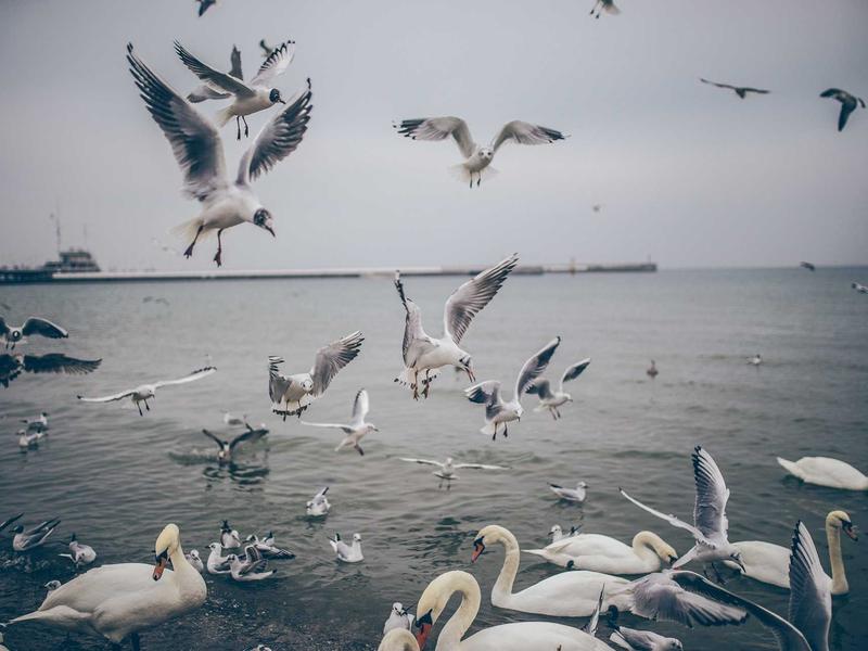 sudoku variants screenshot 6